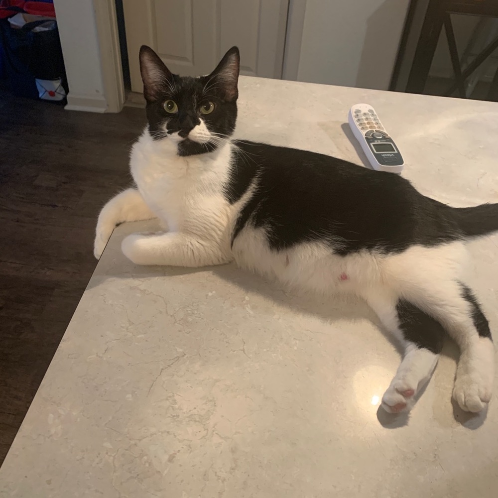 Kittens for free